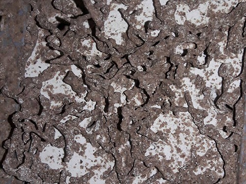 บริการกำจัดปลวก ชลบุรี